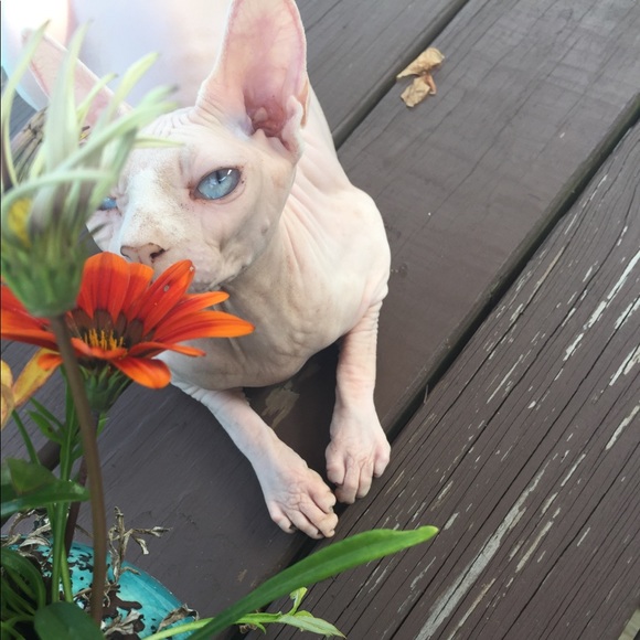 Meet your Posher, Amy - Picture 1 of 1